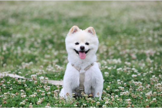 강아지 천국으로의 초대: 100가지 견종 대탐험 🐾